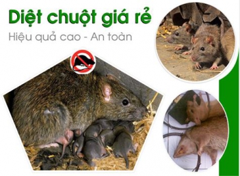 Các tiêu chí để chọn mua thuốc diệt chuột - Sức khỏe & Môi trường