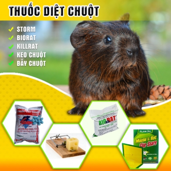 Tìm mua thuốc diệt chuột ở đâu đảm bảo chất lượng - Sức khỏe & Môi trường
