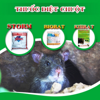 Cách dùng bẫy để diệt chuột tại nhà - Sức khỏe & Môi trường