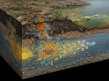 Bioremediation dùng sinh vật xử lý môi trường ô nhiễm thế nào?