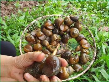 Mô hình nuôi ốc nhồi trên cạn thường gặp những rủi ro gì? - Sức khỏe & Môi trường